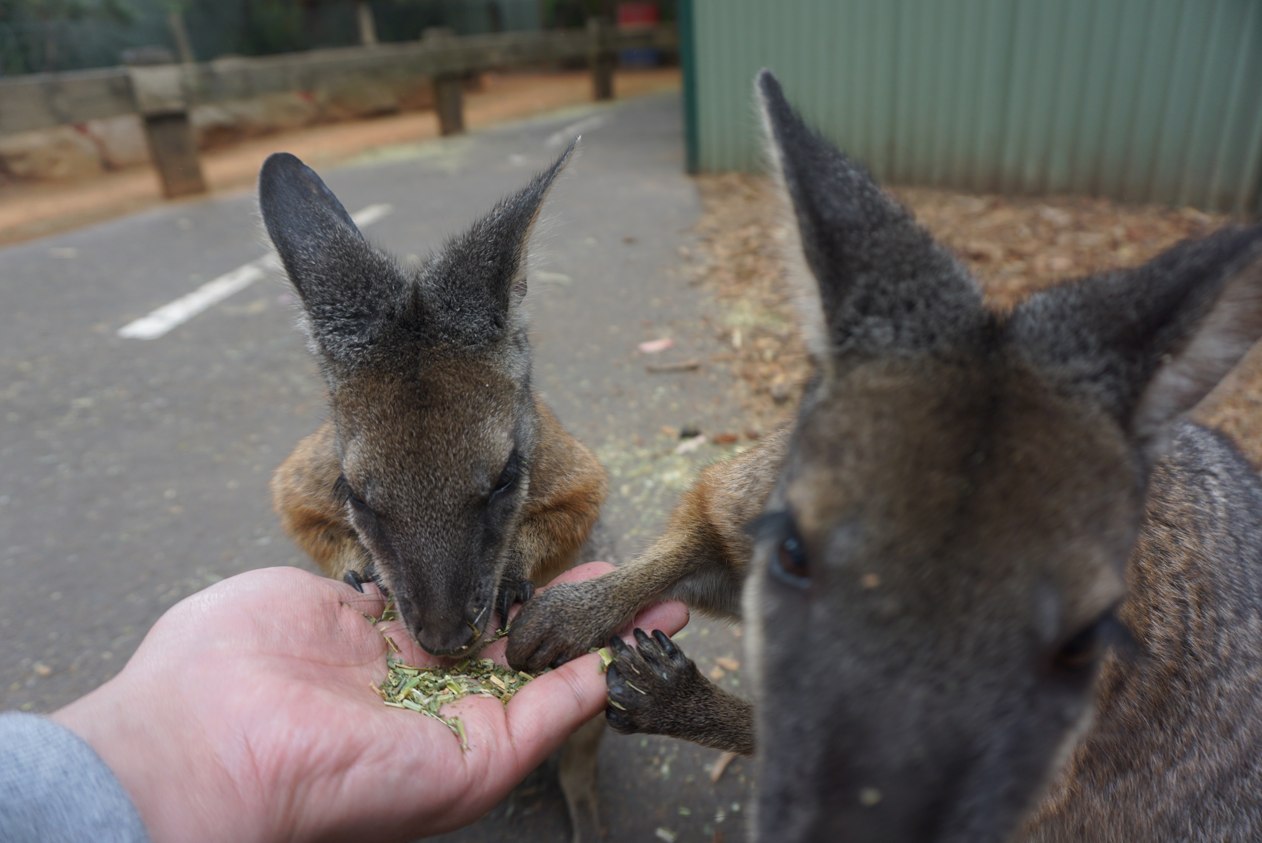 블루덕분에 호주에서 소중한 신혼여행을 즐겼습니다!