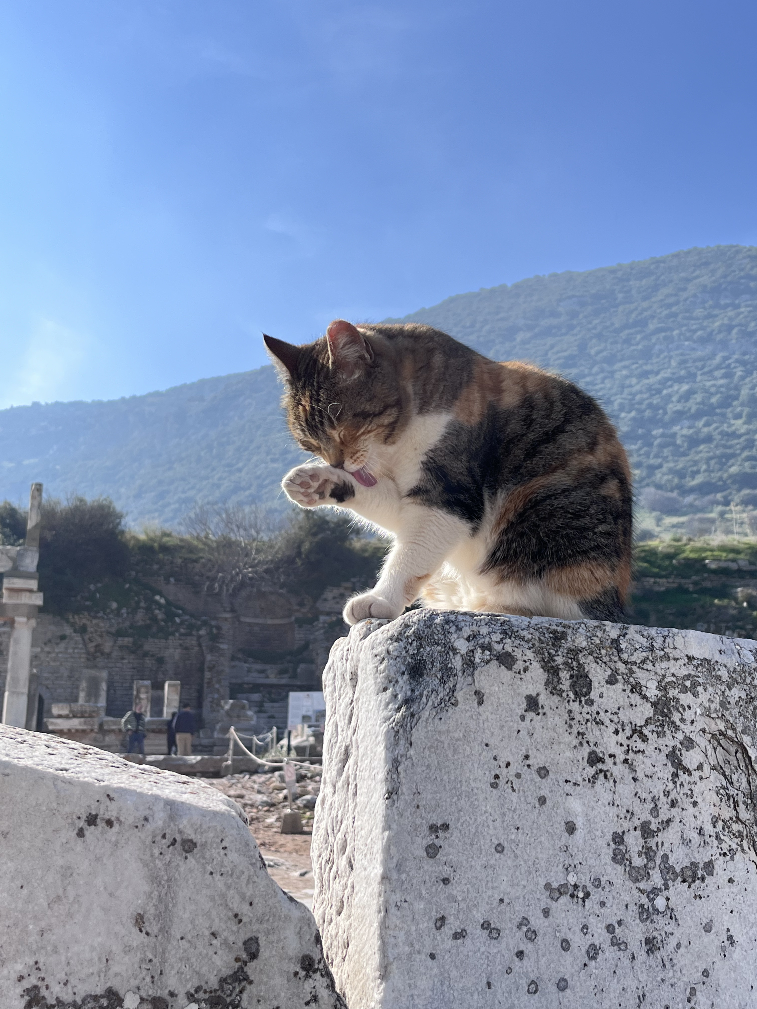 속전속결 튀르키예 싹돌기